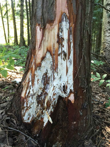 Fig. 1 (Colour online) Spreading A. ostoyae mycelial fans on 50-year-old WRC, arising from an older previously contained lesion below.