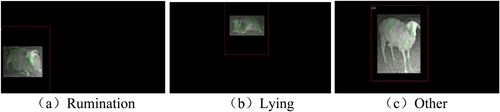 Figure 12. Sheep’s behaviour recognition results. (a) Rumination; (b) Lying; (c) Other.