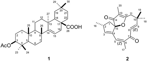Figure 5. Structure of acetyl aleuritolic acid (1) and jatrophone (2) isolated from the DFJi.