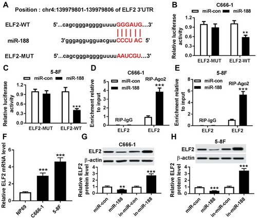 Figure 5 MiR-188 regulated ELF2 expression through binding to its 3ʹ UTRs. (A) The binding position of miR-188 in ELF2 was predicted by microT-CDS. Mutated sites were indicated as the red color. (B and C) Luciferase activity was determined in C666-1 (B) and 5-8F (C) cells transfected with ELF2-WT or ELF2-MUT and miR-188 or miR-con. (D and E) RIP assay was used to confirm the interaction between miR-188 and ELF2 in C666-1 (D) and 5-8F (E) cells. (F) The ELF2 mRNA was evaluated by qRT-PCR assay in NPC cells and normal cells. (G and H) The ELF2 protein level was detected in C666-1 (G) and 5-8F (H) cells transfected with miR-con, miR-188, in- miR-con or in-miR-188, respectively. **P<0.01 and ***P<0.001.