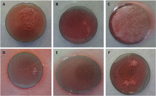 Figure 4. Reactions after the application of the solution with hydrogen peroxide, phosphonates, surfactants, and bleaching agents on stainless steel surfaces with biofilms of (A) E. coli, (B) S. aureus, (C) P. aeruginosa, (D) S. Typhimurium, (E) C. sakazakii, and (F) L. monocytogenes.Figura 4. Reacciones después de la aplicación de la solución con peróxido de hidrógeno, fosfonatos, surfactantes, y agentes blanqueadores en las superficies de acero inoxidable con los biofilms de (A) E. coli, (B) S. aureus, (C) P. aeruginosa, (D) S. Typhimurium, (E) C. sakazakii, y (F) L. monocytogenes.