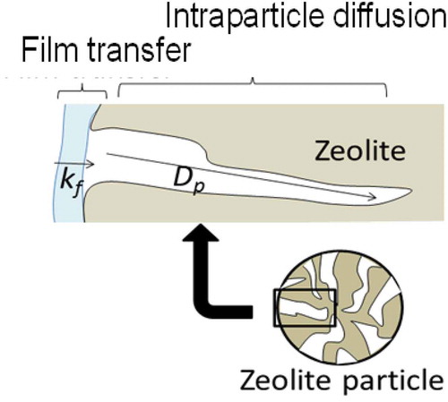 Figure 4. Model of film mass transfer and intraparticle diffusion