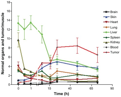 Figure 5A Normalized biodistribution of 14C-labeled paclitaxel loaded into nanomicelles in nude mice with SKOV-3 xenografts (organs/muscle).The ratio of liver/muscle decreased dramatically within 16 hours post injection, even though it showed the highest ratio in the beginning. The ratio of skin/muscle increased up to around 5-fold. The ratio of tumor/muscle kept increasing to a peak of around 8.5-fold and showed much higher levels than those of organs/muscle after 16 hours.