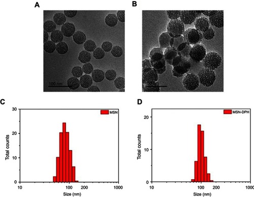 Figure 1 Characterizations of the MSNs and MSN-DPH (consist of Dox loaded, TPP attached, HA capped mesoporous silica nanoparticles). Transmission electron microscopy images of (A) MSN and (B) MSN-DPH. Hydrodynamic size distribution of MSN (C) and MSN-DPH (D).Abbreviation: MSN, mesoporous silica nanoparticle.