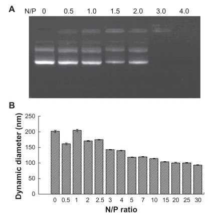 Figure 6 Electrophoretic migration and dynamic diameter distribution of PEG-PEI/EGFP-C1 nanoparticles at various N/P ratios.Note: To condense 1 μg DNA, PEG-PEI/pEGFP-C1 complexes were prepared at a series of N/P ratios. A) Agarose gel electrophoresis image showing that PEG-PEI completely bound with pEGFP-C1 at an N/P ratio of 3. B) Dynamic diameter distribution showing that PEG-PEI condensed pEGFP-C1 to form nanoparticles in the 100–150 nm diameter range at an N/P ratio of 15. The particle diameters of the nanoparticles decreased further when the N/P ratio was over 10 and were stable when over 20. Values are the mean ± standard deviation (n = 3).Abbreviations: PEG-PEI, polyethylene glycol-grafted polyethylenimine; EGFP, enhanced green fluorescent protein.