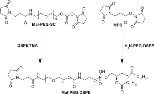 Figure 2 Synthesis procedure of maleimide-PEG-DSPE.Citation24Abbreviations: Mal, β-(N-maleimido) propionyl; Mal-PEG-SC, ω-Mal-α-succinimidyl carboxylate; MPS, N-(maleimido-propionyloxy)-succinimide ester; TEA, triethylamine.