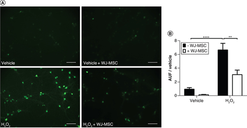 Figure 2. Wharton’s jelly-derived mesenchymal stem cells reduce reactive oxygen species levels in neural cells after induction of oxidative stress with hydrogen peroxide.(A) Reactive oxygen species were detected in neural cells using the CM-H2DCFDA probe, which emits green fluorescence. Scale bars: 100 μm. (B) Quantification of the fluorescence intensity of the reactive oxygen species-sensitive CM-H2DCFDA. Results are displayed as arbitrary units of fluorescence divided by the control (vehicle treated) value (AUF/control). Each n represents the mean fluorescence intensity of five random fields from each coverslip (n = 9–11), from a total of four independent experiments. Bars illustrate mean ± SE. **p < 0.01; ****p < 0.0001. Statistical analysis: two-way ANOVA followed by Tukey’s test.AUF: Arbitrary units of fluorescence; H2O2: Hydrogen peroxide; WJ-MSC: Wharton’s jelly-derived mesenchymal stem cell.