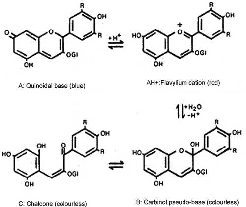 Figure 5 Anthocyanin chemical structure transformations with pH.