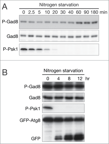 Figure 1. Gad8 phosphorylation at the hydrophobic motif persists during nitrogen starvation. (A) A prototrophic, wild-type fission yeast strain (972) was cultured in EMM at 30°C to the early log phase and starved of nitrogen sources. Aliquots of cells were harvested at the indicated times during nitrogen starvation. The sample at 0 minute was taken immediately before nitrogen sources were depleted in the growth medium. Crude cell lysate was prepared with TCA and examined in immunoblotting with antibodies against phospho-Gad8 (P-Gad8), Gad8,Citation21 and phospho-human S6K (P-Psk1).Citation34 (B) A wild-type strain (CA101) transformed with the GFP-atg8 plasmid was cultured in EMM lacking thiamine and nitrogen-starved at 30°C. Cells were harvested at the indicated times after nitrogen depletion. Crude cell lysate was prepared with TCA and immunoblotted with antibodies against phospho-Gad8 (P-Gad8), Gad8, phospho-human S6K (P-Psk1), and GFP.Citation46