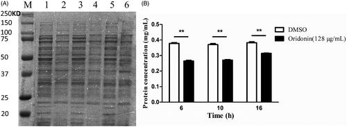 Figure 4. Effect of oridonin (128 μg/mL) on the protein metabolism of USA300. (A) SDS-PAGE image. (B) Results of BCA protein assay kit. Lane M, maker; lanes 1, 3 and 5, untreated cells for 6, 10 and 16 h, respectively; lanes 2, 4 and 6, treated cells with 128 μg/mL for 6, 10 and 16 h, respectively. **p < 0.01 as compared with DMSO group.