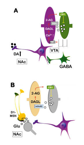 Figure 1. Two endocannabinoid-dependent mechanisms have been identified that are involved in mediating natural-reward and drug-seeking responses. A) One mechanism relates to disinhibition of ventral tegmental area (VTA) A10 dopamine neurons by cannabinoid type 1 (CB1) receptor activation.Citation16 Under baseline conditions, dopamine neurons within the VTA are inhibited by GABA through activation of GABAB receptors. Following the presentation of drug-conditioned cues, dopamine neurons switch into phasic firing mode. Through this electrical event, intracellular calcium levels increase, which results in the activation of diacylglycerol lipase (DAGL) and the subsequent synthesis of 2-arachidonylglycerol (2-AG). 2-AG is then postsynaptically released and acts retrogradely at CB1 receptors on GABAergic interneurons. CB1-receptor activation leads to an inhibition of GABA release. This GABA suppression results in disinhibition of dopamine neurons, which further promotes burst firing. Blockade of either GABAB receptorsCitation38,Citation39 or CB1 receptors can also inhibit reward-seeking responses through this mechanism. B) The other mechanism relates to endocannabinoid/glutamate interactions within the nucleus accumbens (NAc) glutamatergic afferents from prefrontal regions impinging on D1-medium spiny neurons (D1-MSN). Glutamate-induced activation of metabotropic glutamate receptor 5 (mGluR5) leads to the induction of DAGL and 2-AG synthesis. 2-AG is then released and retrogradely activates Gi/o-coupled CB1 receptors to inhibit further glutamate release. Blockade of either mGluR5Citation40,Citation42 or CB1 or CB1 receptorsCitation43,Citation44 or CB1 abolishes natural-reward– and drug-reward–seeking responses.Citation36 2-AG, 2-arachidonylglycerol; Ca2+, calcium; CB1, cannabinoid type 1 receptor; DA, dopamine; DAGL, diacylglycerol lipase; mGluR5, metabotropic glutamate receptor 5; MSN, medium spiny neurons; NAc, nucleus accumbens; VTA, ventral tegmental area