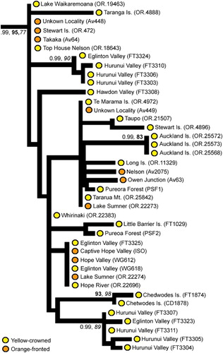Figure 4 Sub-phylogeny of yellow-crowned parakeets (Cyanoramphus auriceps) based on the 1605 bp mitochondrial DNA CR alignment showing the position of yellow-crowned parakeets from the Auckland Islands. For clarity, for internal nodes only Bayesian posterior probability (PP, > 0.95) and bootstrap support (bold = maximum likelihood; italics = maximum parsimony, > 80%) values for major clades are shown where the node has strong support from at least two different methods. Yellow-crowned and orange-fronted morphotypes have been indicated on the phylogeny. (For a colour version of this figure, the reader is referred to the online version of this article.)