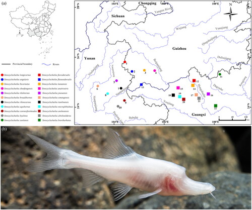 Figure 1. Type locality of species of the S. angularis and S. microphthalmus groups within karst areas of Southwest China (a) and ecological photograph of S. anatirostris (by Jiajun Zhou) (b).