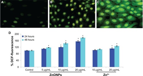 Figure 4 Representative microphotographs showing ZnONPs and Zn2+ induced ROS generation in A375 cells. Images were captured on fluorescence microscope Nikon Eclipse 80i equipped with a Nikon DS-Ri1 12.7 mega pixel camera. (A) Control, (B) at 10 μg/mL of Zn2+, (C) at 10 μg/mL of ZnONPs. (D) Percentage change in ROS generation for 24 and 48 hours exposure to various concentrations of ZnONPs and Zn2+ in A375 cells.Notes: Each value represents the mean ± SE of three experiments, performed in duplicate. *P < 0.01 vs control.Abbreviation: ZnOPs, zinc oxide nanoparticles.