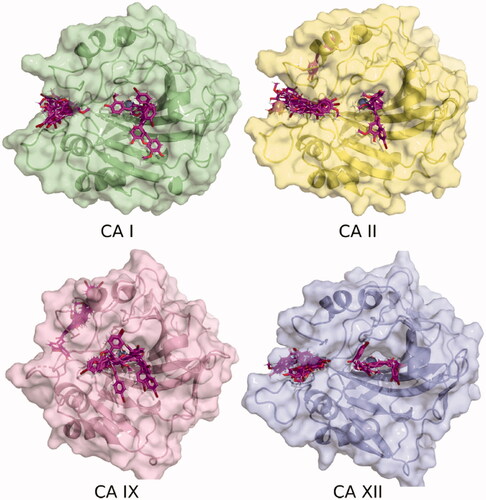 Figure 2. Binding poses of 7 to four CA isozymes obtained through molecular docking using Smina program. The ligand poses can be seen inside the catalytic site. In addition, some poses show the inhibitor bound in the adjacent pocket (oriented to the left) to the entrance at the active site cavity in the case of isoforms CA I, II, and XII.