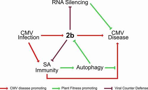 Figure 7. Model for the interplay between autophagy, SA, RNA silencing and 2b in CMV disease. The 2b protein is the major pathogenicity determinant in CMV infection. SA activates autophagy upon CMV infection and mediates 2b degradation. By limiting 2b levels, autophagy relaxes 2b mediated suppression of antiviral RNA silencing and virulence. Vice versa, 2b itself has the capacity to restrict both SA-dependent autophagy and plant growth reduction, predicting complex interactions between SA, autophagy and 2b in CMV disease. Furthermore, SA, autophagy and antiviral RNA silencing pathways all suppress virus accumulation, and the lack of additivity between the pathways suggests the possibility that they interact in the process, potentially through 2b degradation and SA-dependent autophagy. Taking SA-driven disease development under autophagy deficiency together with the prominent synergism of autophagy and RNA-silencing in disease attenuation, we propose that autophagy and RNA silencing-based plant health is not quantitatively coupled to virus accumulation and that the pathways rather operate in a parallel manner to promote survival of infected plants. Virulence evolution and trade-offs are complicated for pathogens that utilize both vertical and horizontal transmission. We consider that CMV has adapted to and benefits from these potential antiviral pathways. Thus, the interplay between the viral 2b protein, SA, plant autophagy and RNA silencing pathways determines the delicate balance between virus accumulation, transmission and plant fitness in CMV disease.
