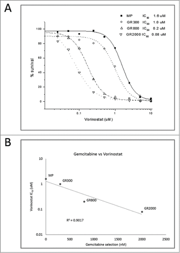 Figure 3. Collateral hypersensitivity of GR cells to Vorinostat. (A) Colorimetric 3-day MTT assay indicated an increased sensitivity to Vorinostat in GR cell lines (MP<GR300<GR800<GR2000). (B) Vorinostat IC50 vs gemcitabine concentration used for continuous maintenance of GR cells.