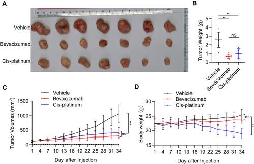 Figure 3 The efficacy of bevacizumab and cisplatin on patient-derived xenograft (PDX) tumor growth and body weight of mice. (A) Representative images of PDX tumor in vehicle, bevacizumab treatment, and cisplatin treatment groups. (B) PDX tumor weight in vehicle, bevacizumab treatment, and cisplatin treatment groups. **p < 0.01; NS, not significant. (C) PDX tumor growth curves. (D) Body weight of PDX mice following vehicle, bevacizumab, and cisplatin treatment. **p < 0.01; ***p < 0.001. n=7.