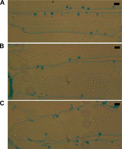 Figure S1 Goblet cells in mouse jejuna. Section from noninfected control mice (A), from Eimeria papillata–infected mice (B), and from infected ZNP-treated mice (C).Notes: Sections were stained with Alcian blue. Bar =50 μm.Abbreviation: ZNP, zinc oxide nanoparticle.