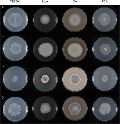 Figure 6. Colonies of species of Entimomentora and Pleuroascus on CBSOA, MLA, OA, and PCA after 28 d. A. E. hyalina (ex-type CBS 130.74). B. Pl. nicholsonii (ex-type CBS 345.73). C. Pl. rectipilus (ex-type CBS 120411). D. Pl. rilstonii (CBS 537.74).