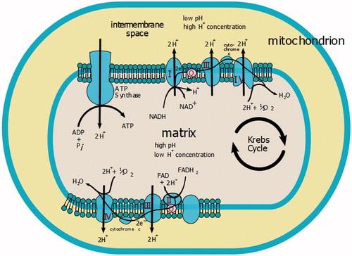 Figure 3. Involvement of cytochrome oxidase in the synthesis of macro-active compoundsCitation18.