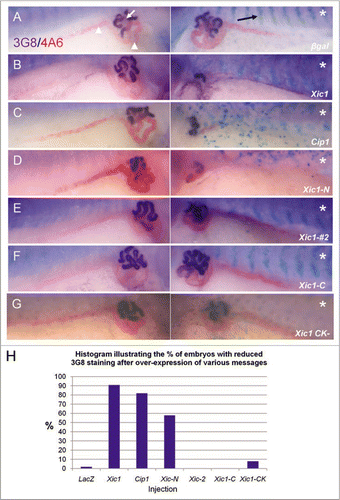 Figure 2 Overexpression of p27Xic1 identifies a pronephric phenotype. X. laevis embryos were injected at the 8 cell stage into a V2 blastomere to target the somites and presumptive pronephric region. mRNA of the construct indicated was co-injected with βgal mRNA to act as a lineage tracer (stained blue, black arrow). Embryos were cultured to stage 41 and whole mount antibody stained with 3G8, to detect proximal pronephric tubules (white arrow, stained purple), and 4A6, to detect intermediate and distal pronephric tubules (white arrowheads, stained red). Control βgal mRNA injected embryos had normal pronephros development (A). p27Xic1 mRNA and p21Cip1 mRNA injections inhibited proximal, intermediate and distal tubule development on the injected side (B and C). p27Xic1 N mRNA reduced the size of the pronephros, as indicated by reduced 3G8 and 4A6 staining (D). p27Xic1 #2 mRNA, p27Xic1 C mRNA and p27Xic1 CK− mRNA injections had no effect on pronephros development (E–G). These results are displayed in a histogram (H). *denotes injected side.