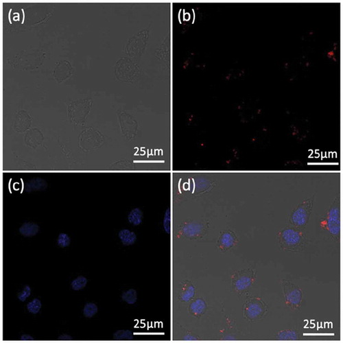 Figure 7. CLSM images of Hela cells after treatment with Fe3O4@PDA@ZIF-90/DOX nanoparticles for 4 h: (a) bright field; (b) the red fluorescence from DOX; (c) the blue fluorescence from DAPI; and (d) merged image.