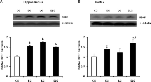 Figure 1. Changes in BDNF protein expression in the hippocampus and cortex after low-intensity treadmill exercise and bright light exposure. Western blots of BDNF proteins from lysates of rat hippocampus (A) and cortex (B) and their quantification. a, p < 0.05, b, p < 0.001 vs. control group and #p < 0.001, vs. exercise and light group. CG, control group; EG, exercise group; LG, light group; ELG, exercise plus light group.