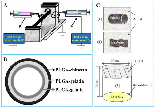 Figure 1. Schematics of double-ejection electrospinning (A), triple-layer artificial blood vessel scaffold (B) and cross-linking process (C).