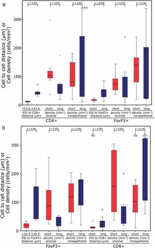 Figure 4. Cell to cell distances and cell densities in the ESI to CD8+ and ESI to FoxP3+ samples of the invasive front: Cell to cell distances and cell densities in the samples with ESI to CD8+ < (short) or ≥23.6 µm (long); (a) Stromal and epithelial densities and distances are given for “short” and “long” groups. (b) Cell to cell distances and cell densities in the samples with ESI to FoxP3+ TIL distance < (short) or ≥34.9 µm (long); Stromal and epithelial densities and distances are given for “short” and “long” groups