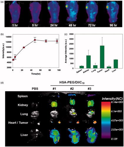 Figure 7. In vivo biodistribution of HSA-PEG/DiIC18 nanoparticles. (a) Extended systemic circulation and tumor accumulation of HSA-PEG/DiIC18 after IV injection through the tail vein. The image was obtained by in situ whole body fluorescence imaging, and the tumor accumulation profile was analyzed using OptiView® software (b). (c) In vivo biodistribution of HSA-PEG/DiIC18 nanoparticles in the major organs. The average fluorescence intensity of each organ was obtained from ex vivo biodistribution images shown in (d) and represented as mean ± SD (n = 3).