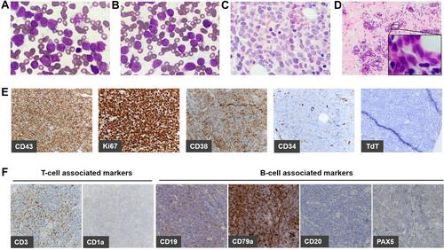 Figure 1 Morphological and histological view.