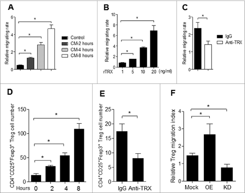 Figure 4. Chemotactic effect of TRX on Tregs in vitro and in vivo. (A) Regulatory T cell (Treg) migratory capacity toward control 3T3 cell or B16 cell conditioned medium (CM) by transwell assay for 2, 4, 8 h. (B) Treg migration toward CM from B16 cells upon addition of 1–20 ng/mL TRX for 8 h. (C) Treg migration toward CM from B16 cells when 1 mg/mL anti–TRX or a control lgG antibody was added in the medium for 8 h. (D) Treg cell number in the local tumor upon injection with 500 ng/mL TRX as determined by immunofluorescence staining and cytofluorimetric analysis (n = 5). (E) Treg cell number in the local tumor upon injection with 5 mg/mL anti–TRX antibody or a control lgG antibody for 4 h as determined by immunofluorescence staining and cytofluorimetric analysis (n = 5). (F) Cell migration index analysis of Treg cells isolated from B16 tumor bearing mice (n = 5). Mock = B16 transfected with empty vector, OE = B16 transfected pcDNA3.1-TRX, KD = B16 transfected with TRX shRNA vector. Statistical analysis was performed by Student's t-test; *P < 0.05.