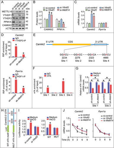 Figure 7. m6A induces the decay of the Camkk2 transcript in Leydig cells (LCs). TM3 cells were treated with indicated siRNAs. (A and B) Cell lysates were subjected to western blotting and quantitative analysis. Data are presented as means ± SEM (n = 3). *P < 0.05 vs. the control cells. (C) mRNA levels of target genes were measured by qRT-PCR. *P < 0.05 vs. the control cells. (D) YTHDF1/YTHDF2 was immunoprecipitated, followed by qRT-PCR for assessing the association of the indicated transcripts with each protein. Data are presented as means ± SEM (n = 3). *P < 0.05 vs. the IgG group. (E) Schematic representation of the position of m6A motifs with Camkk2 transcript. (F) Abundance of Camkk2 transcript among mRNA immunoprecipitated with anti-m6A antibody was measured by qRT-PCR and normalized to input. Data are presented as means ± SEM (n = 3). *P < 0.05 vs. the IgG group. (G) Abundance of Camkk2 transcript among mRNA immunoprecipitated with anti-m6A antibody from cells with or without transfection of shRNA targeting Alkbh5 (sh-Alkbh5) was measured by qRT-PCR. Data are presented as means ± SEM (n = 3). *p < 0.05. (H) Camkk2-3ʹ-UTR of the wild-type or containing an m6A consensus sequence mutant (A to G) was fused with a luciferase reporter. (I) Luciferase activity of Camkk2-3ʹ-UTR was measured and normalized to Renilla luciferase activity. Data are presented as means ± SEM (n = 3). *P < 0.05 vs. the control cells. (J) TM3 cells pre-treated with indicated siRNAs were treated with actinomycin D (5 μg/mL) for 2 h, followed by measurement of Camkk2 and Ppm1a mRNA levels at indicated times. *P < 0.05 vs. the control cells