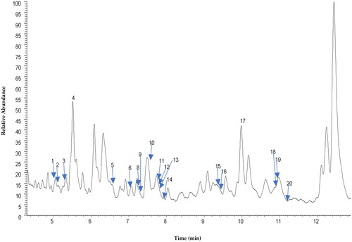 Figure 2. Total ion chromatography (TIC) UHPLC-ESI of B. purpurea leaves extract characterized by one main region (area X) with peaks mainly due to flavonoids.