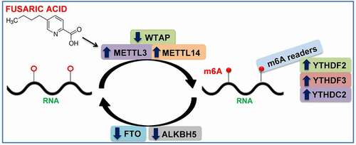 Figure 3. Summary of results. FA increased global m6A RNA methylation by increasing the expression of m6A writers (METTL3 and METTL14) and decreasing the expression of m6A erasers (FTO and ALKBH5). FA also increased the expression of m6A readers (YTHDF2, YTHDF3, and YTHDC2). The alteration in global m6A RNA methylation and expression of m6A regulatory genes may be an underlying mechanism for FA-induced adverse health effects. ALKBH5: Alkylation repair homolog 5; FTO: Fat mass and obesity-associated protein; METTL3: Methyltransferase-like 3; METTL14: Methyltransferase-like 14; WTAP: Wilm’s tumour 1-associated protein; YTHDC2: YT521-B homology domain containing protein 2; YTHDF2: YT521-B homology domain family protein 2; YTHDF3: YT521-B homology domain family protein 3.