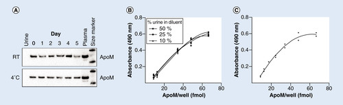Figure 2. (A) Stability of apoM in urine.Urine samples containing 1% plasma were stored at room temperature (RT) or 4°C for 0–5 days. Subsequently, SDS-page gel electrophoresis was performed applying 16 µl of sample per well and 0.5 µl of plasma as positive control. Western blotting was done using a polyclonal antibody against apoM. (B) Recovery of apoM in urine was measured in duplicates in seven different dilutions of plasma corresponding to the dilutions of the standard curve. The dilution buffer contained 50, 25 or 10% urine. (C) Standard curve of the apoM ELISA. A sandwich ELISA using two monoclonal antibodies (M58 and M42) and a horse radish peroxidase detection method measuring within the range of 8.7–66.6 fmol apoM/well.