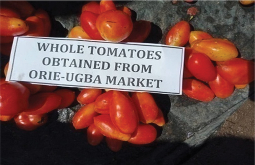 Plate 5: Orie-ogba fresh tomatoes.