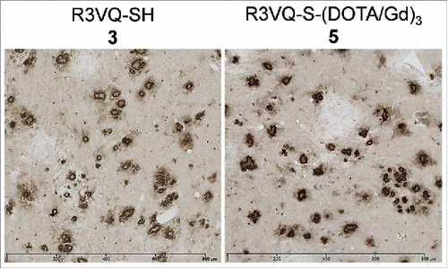 Figure 2. Immunostaining of amyloid deposits by R3VQ-SH 3 (left) and R3VQ-S-(DOTA/Gd)3 5 (right) on brain tissue from mouse model of amyloidosis, showing the preserved properties of the site-specific conjugate (see Figure S7 for IHC controls).