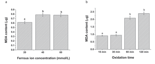 Figure 1. Effect of ferrous ion concentration and oxidation duration on the formation of malondialdehyde in Fe2+-vitamin C-induced linoleic acid oxidation model. (a) Ferrous ion concentration and (b) oxidation duration. Data are the mean ± standard deviation of triplicate tests. Different letters represent significant difference in the means at a significant level of 0.05