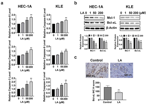 Figure 3. Effect of LA on apoptosis in EC cells and Lkb1fl/flp53fl/fl mice.