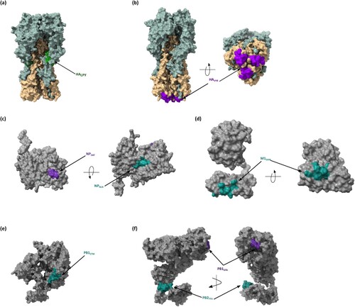 Figure 7. Mapping of the immunogenic T cell epitopes onto IAV proteins. The location of T cell epitopes is mapped on the crystal structure of IAV proteins obtained from the Protein Data Bank (PDB). (a) HALPY (1RU7), (b) HAVYR (6CEX), (c) NPDAT and NPNLN (2IQH), (d) M1EAM (7JM3), PB1ETM (6RR7), and (f) PB2GTA/STS and PB2TTV. Molecular graphics and analyses were performed with UCSF ChimeraX software.