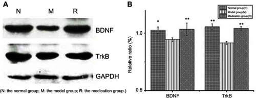 Figure 2 Effects of ginsenoside Rb1 on the changes in the expression of BDNF and TrkB induced by acute stress (n=6). AlphaEaseFC analyses are presented as the relative ratio of protein/GAPDH protein. The expression levels of BDNF and TrkB were significantly higher in the control and medication groups than in the model group. N: the normal group; M: the model group; R: the medication group. Values are represented as the mean ± SEM; *P<0.05 versus M; **P<0.01 versus M.