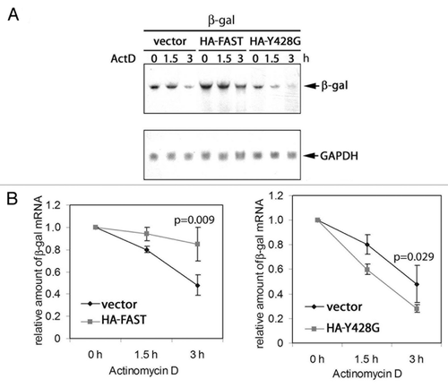 Figure 7.FAST and FAST (Y428G) have different effects on the stability of co-transfected β-gal transcripts.(A) COS-7 cells were co-transfected with β-gal together with either WT FAST or Y428G FAST. After 48 h, cells were treated with actinomycin D (5 mg/ml) for 0, 1.5, or 3 h. Total RNA was extracted and subjected to blot analysis.(B)The mean relative amounts of β-gal mRNA is plotted as a function of time in the presence of actinomycin D (± standard errors, n = 3). The relative amount of β-gal mRNA from samples treated with actinomycin D for 0 h (untreated) was arbitrarily designated as 1. The relative amount of the β-gal mRNA from samples treated with actinomycin D for 1.5 or 3 h was calculated by dividing their absolute values by the absolute amount of the β-gal mRNA of their corresponding untreated samples. In both cases, the t1/2 of β-gal mRNA in vector transfected cells (right panel) was 2.9. In contrast, the t1/2 of β-gal mRNA in HA-FAST transfected cells (left panel) was 9.4 and the t1/2 of β-gal mRNA in HA-Y428G transfected cells was 1.6. Calculated P values are shown for the samples treated with actinomycin D for 3 h.