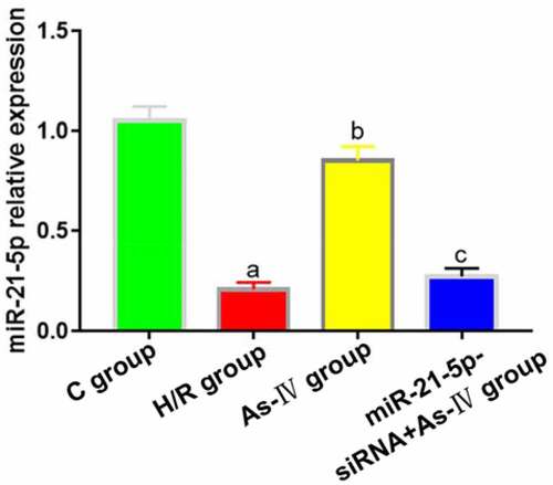 Figure 1. MiR-21-5p expression levels. aP < 0.05 vs. C group, bP < 0.05 vs. H/R group, cP < 0.05 vs. As-IV group