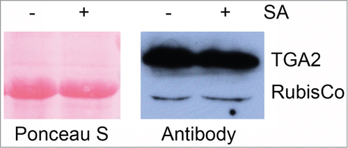Figure 4. Expression of TAP-tagged TGA2 in transgenic A. thaliana treated with 1 mM salicylic acid (SA) or not treated. In this experiment, samples were taken 26 hours after spraying of 6-week old plants. This immunoblot was stained with Ponceau S prior to antibody detection. The αTGA2-C antiserumCitation24 slightly cross-reacts with the large subunit of ribulose-1,5-bisphosphate carboxylase (RubisCo). Note that the SA treatment does not alter the abundance of recombinant TGA2 in this experiment.