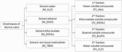 Figure 1. Scheme of extraction and following fractionation of M. rubra leaves.