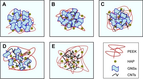 Figure 4 Schematic of the dispersion of GNSs and CNTs in the composite scaffolds.Notes: (A) GNSs were easily stacked in the matrix. (B–D) The dispersion state of GNSs was significantly improved. (E) CNTs did not disperse well in the matrix. (A) S2 scaffold, (B) S3 scaffold, (C) S4 scaffold, (D) S5 scaffold, and (E) S6 scaffold. S2, PEEK–10 wt% nano-HAP–1 wt% GNSs; S3, PEEK–10 wt% nano-HAP–0.8 wt% GNSs–0.2 wt% CNTs; S4, PEEK–10 wt% nano-HAP–0.5 wt% GNSs–0.5 wt% CNTs; S5, PEEK–10 wt% nano-HAP–0.2 wt% GNSs–0.8 wt% CNTs; S6, PEEK–10 wt% nano-HAP–1 wt% CNTs.Abbreviations: CNTs, carbon nanotubes; GNSs, graphene nanosheets; HAP, hydroxyapatite; PEEK, polyetheretherketone.