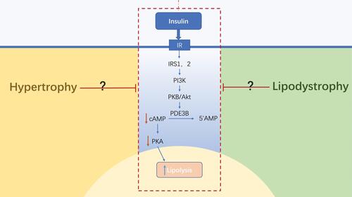 Figure 2 Anti-lipolysis regulation by insulin on the morphological differences of adipose tissue. The abnormal morphology of adipose tissues leads to changes in its microenvironment, which impairs the anti-lipolytic function of insulin by inhibiting the insulin signaling pathway. However, the mechanism through which adipose tissue acts on the anti-lipolysis process in insulin has not yet been clarified. Blue→: promotion; Red →: inhibition; Red↓: reduction; Blue↑: increase.Abbreviations: IR, insulin receptor; IRS, insulin receptor substrate.