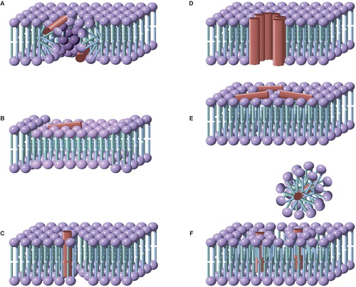 Figure 3. Models for the mode of action of antimicrobial peptides. (A) Toroidal pores, stabilized by the peptide, consisting of a lipid-lined pore and contiguous membrane leaflets; (B) Membrane thinning, in which peptide binding leads to a reduction in the thickness of the bilayer. The thinner bilayer presents a reduced barrier to the flip-flop of lipids between leaflets, as well as to the formation of transient defects; (C) Defect-mediated poration, in which the formation of transient defects (that are significantly less hydrated than toroidal pores) is promoted following peptide binding; (D) The barrel-stave model, consisting of a peptide-lined pore; (E) The carpet model, in which bilayer integrity is disrupted by the formation of peptide aggregates; (F) Detergent models, in which membrane disruption occurs through the formation of peptide-lipid micelles that remove lipids from the membrane. This Figure is reproduced in color in Molecular Membrane Biology online.